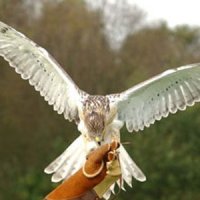 Falconry Handling Experience Gift Voucher