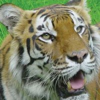 Wild Cat Shadowing Experience Gift Voucher