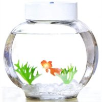 Fincredible Swimming Goldfish Tank