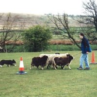 Sheep Herding Dog Control Experience Gift Voucher