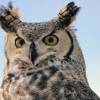 Handle An Owl Experience Gift Voucher