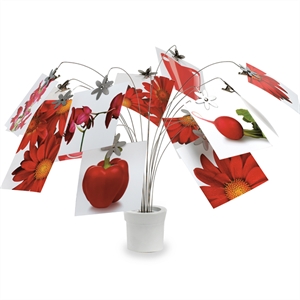 Hanging Photograph Plant Gift - Click Image to Close
